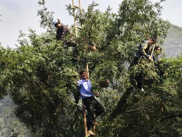 婺源香榧种植致富_香榧景区_溪口香榧