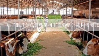 知了猴适合在那些果树下面养殖，果树需要几年