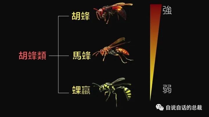 人工马蜂养殖技术视频_人工怎样养殖马蜂_人工饲养马蜂