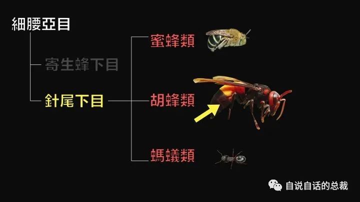 人工怎样养殖马蜂_人工马蜂养殖技术视频_人工饲养马蜂