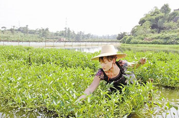 鱼塘养殖立体化：空心菜泥鳅共生