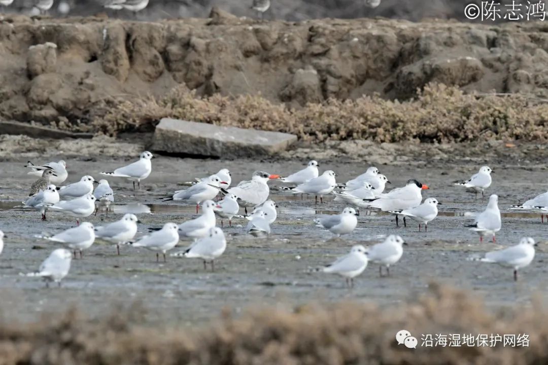 鸳鸯鸭的养殖_鸳鸯鸭的饲养管理_鸳鸯鸭养殖技术视频