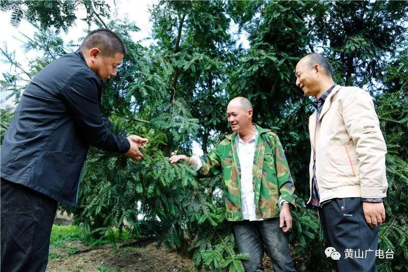 婺源香榧种植致富_香榧古树_江西香榧之乡