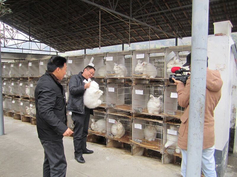 致富兔长毛养殖方法_致富经长毛兔养殖视频_致富经养长毛兔