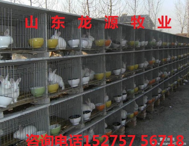 致富兔长毛养殖方法_致富经养长毛兔_致富经长毛兔养殖视频