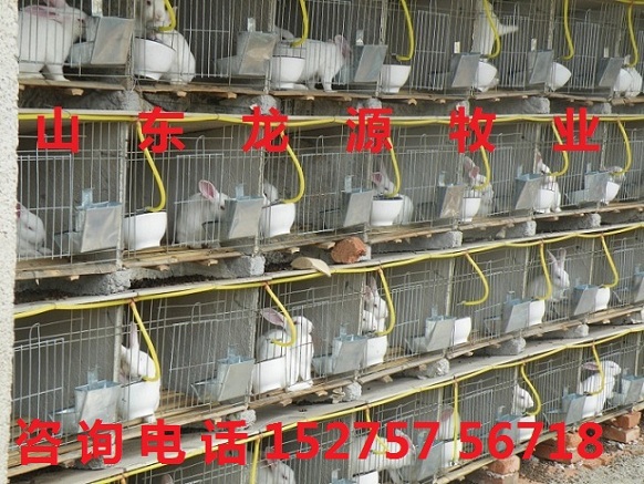 致富兔长毛养殖方法_致富经长毛兔养殖视频_致富经养长毛兔