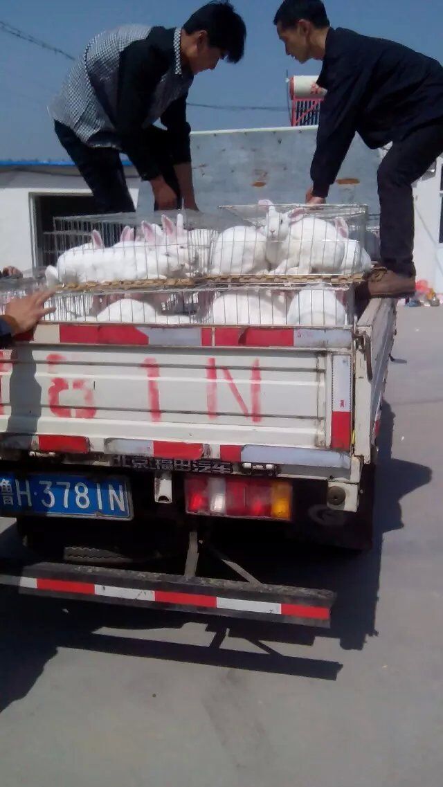 致富经养长毛兔_致富经长毛兔养殖视频_致富兔长毛养殖方法
