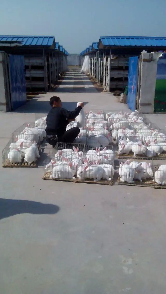 致富兔长毛养殖方法_致富经长毛兔养殖视频_致富经养长毛兔