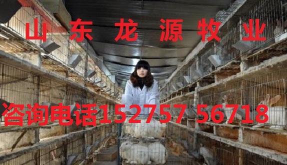 致富经长毛兔养殖视频_致富兔长毛养殖方法_致富经养长毛兔