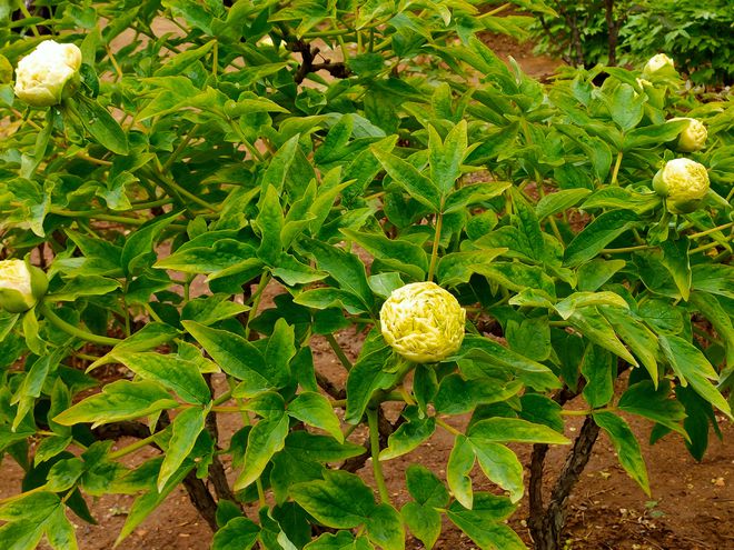 牡丹种植法_牡丹的种植方法地栽_地栽牡丹怎样种植技术