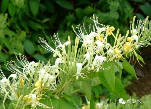 农村致富节目种植_农业节目致富经种植视频_致富种植视频全集