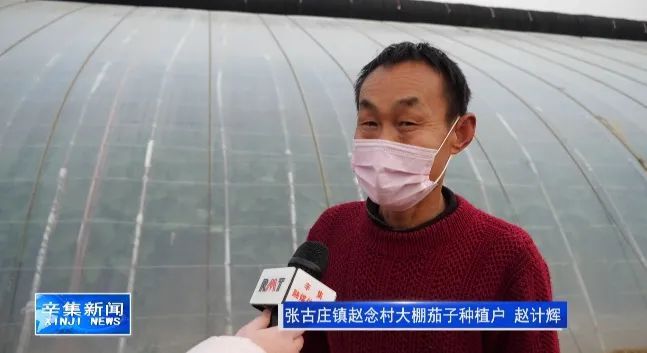 致富经种植茄子致富_致富茄子种植方法_茄子种植效益