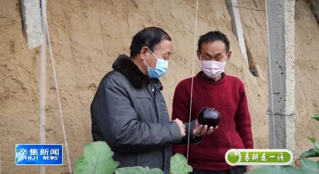 茄子种植效益_致富经种植茄子致富_致富茄子种植方法