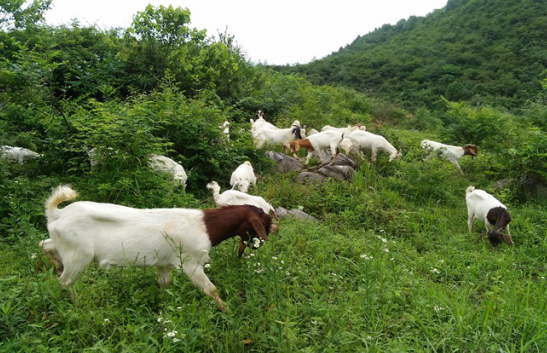 波尔山羊养殖教程技术与方法_波尔山羊的养殖技术2_波尔山羊养殖技术教程