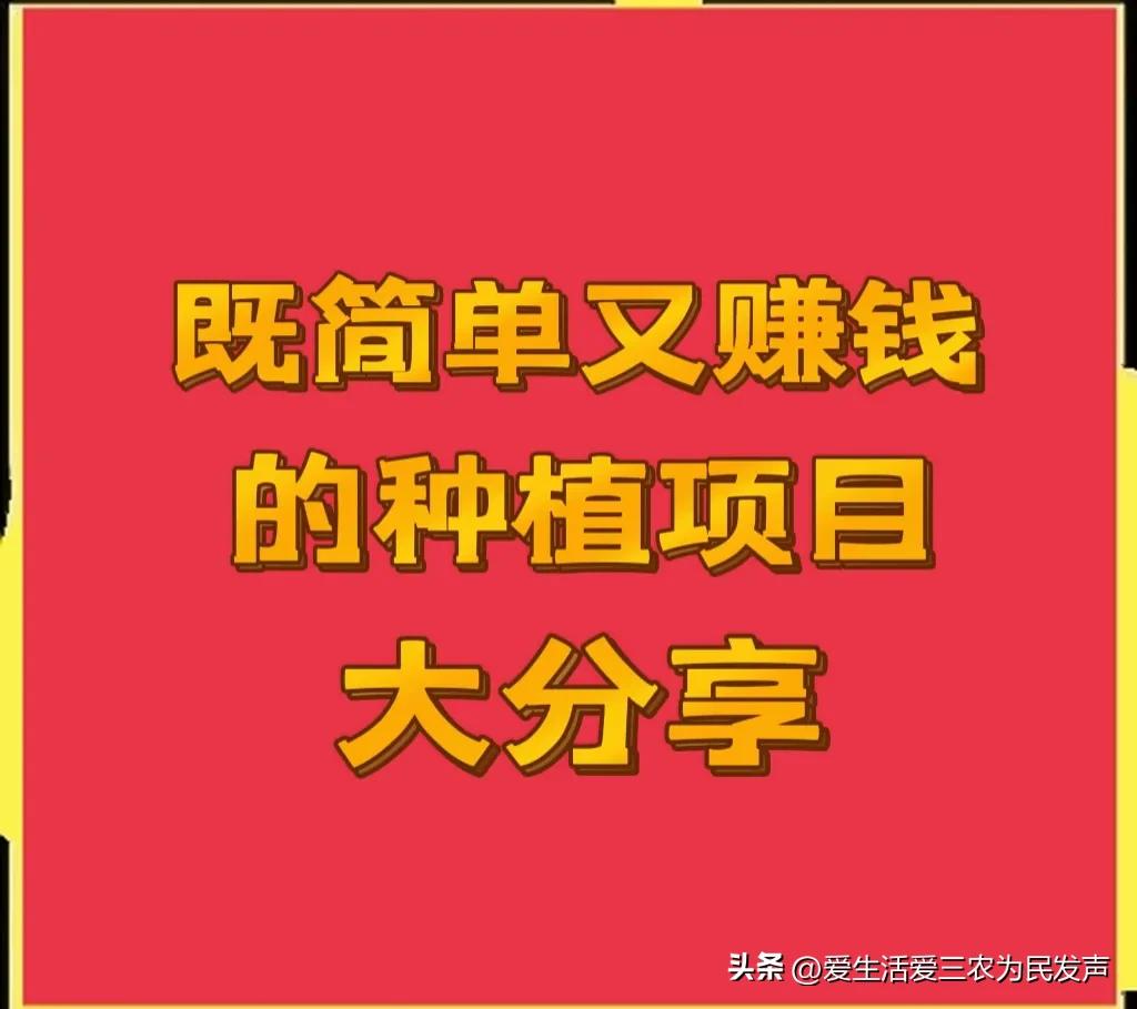 农业种植致富策略_农村致富新项目种植业_农业致富种植项目