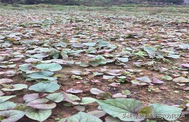 农业致富种植项目_农业种植致富策略_农村致富新项目种植业