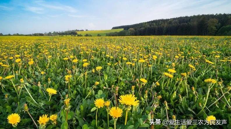 农村致富新项目种植业_农业致富种植项目_农业种植致富策略