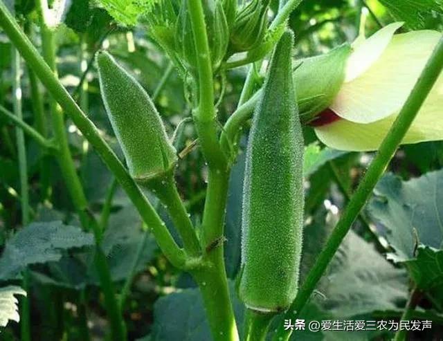 农业致富种植项目_农村致富新项目种植业_农业种植致富策略