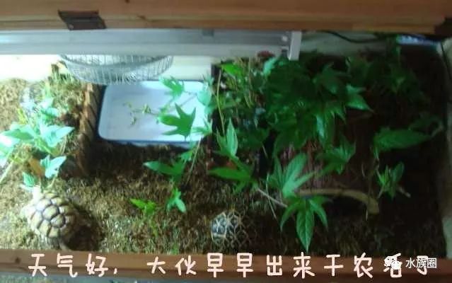 泡沫箱养殖致富_泡沫箱种植物好吗_泡沫箱储水种植方法