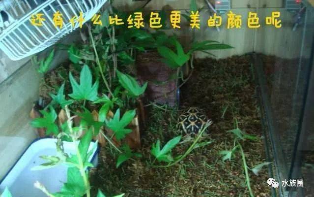 泡沫箱储水种植方法_泡沫箱种植物好吗_泡沫箱养殖致富