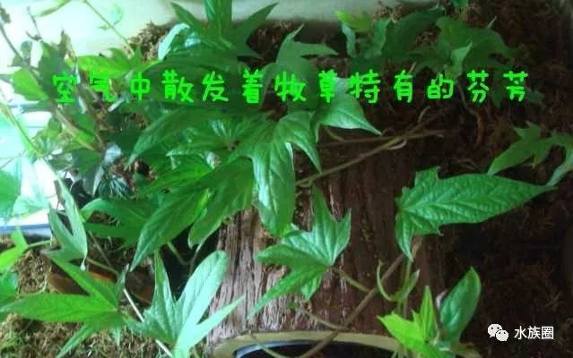 泡沫箱储水种植方法_泡沫箱种植物好吗_泡沫箱养殖致富