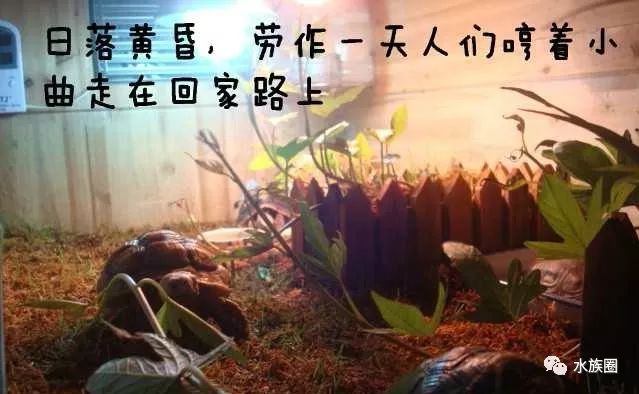 泡沫箱储水种植方法_泡沫箱种植物好吗_泡沫箱养殖致富