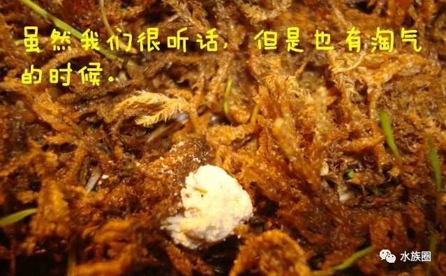 泡沫箱养殖致富_泡沫箱储水种植方法_泡沫箱种植物好吗