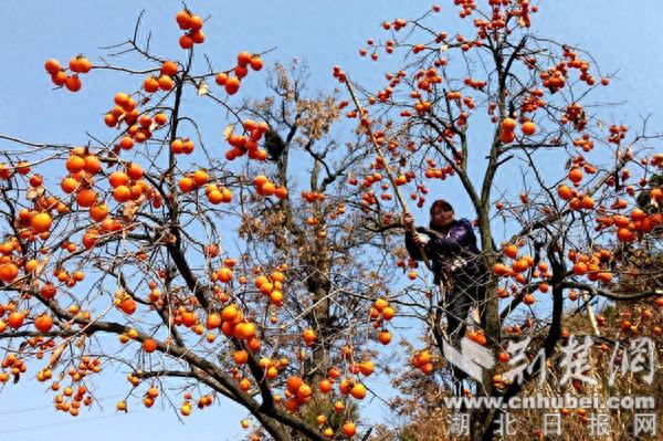 湖北省郧西县：小柿子成就群众致富大“柿”业