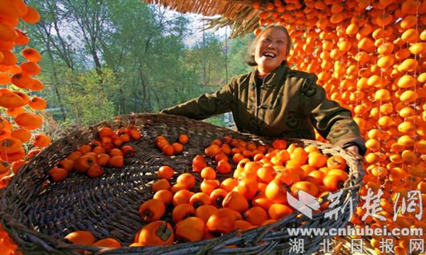 柿饼致富经_柿饼的销路前景怎样_富平柿饼加工工艺