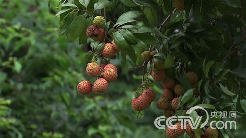 发现16棵千年古荔枝树之后