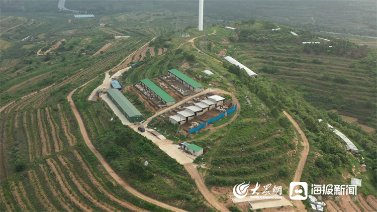 山东甘蔗种植基地价格_烟台致富甘蔗种植基地_烟台种植甘蔗致富