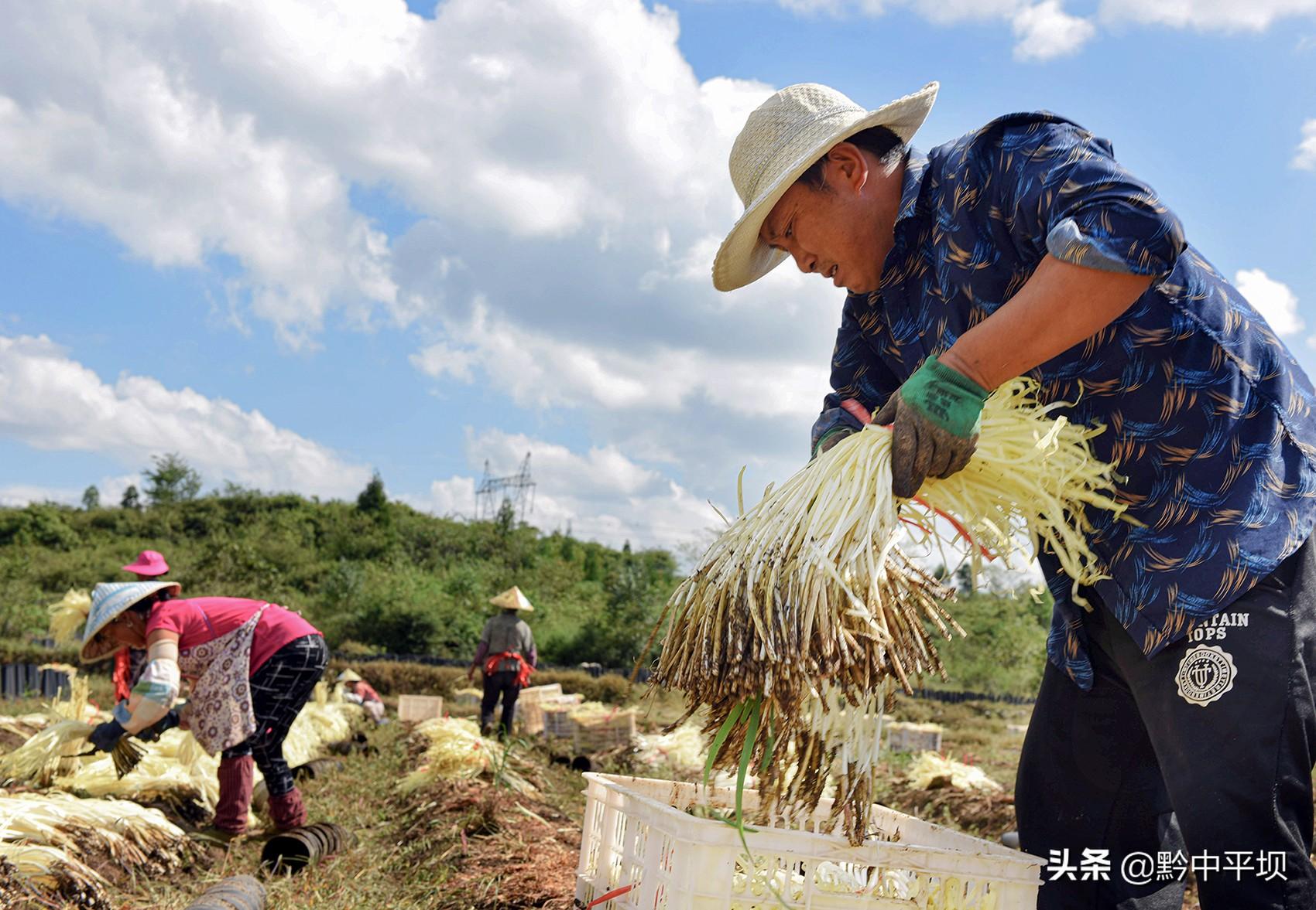 鼓楼街道向阳村：金秋时节韭黄飘香 村民采收致富忙