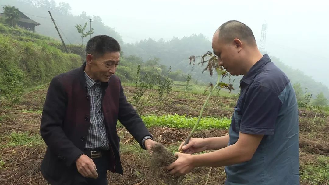 这些黄精 种植致富_这些黄精 种植致富_这些黄精 种植致富