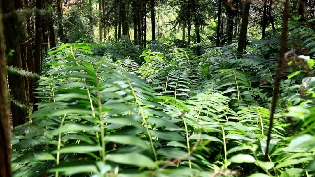 这些黄精 种植致富_这些黄精 种植致富_这些黄精 种植致富