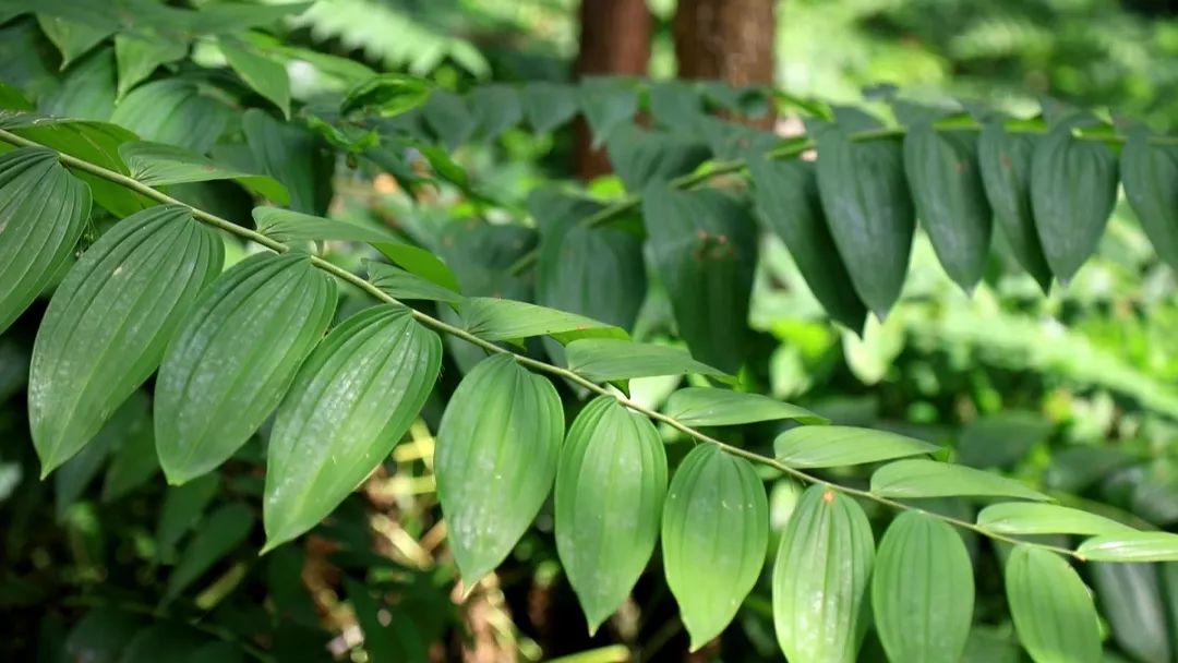 这些黄精 种植致富_这些黄精 种植致富_这些黄精 种植致富