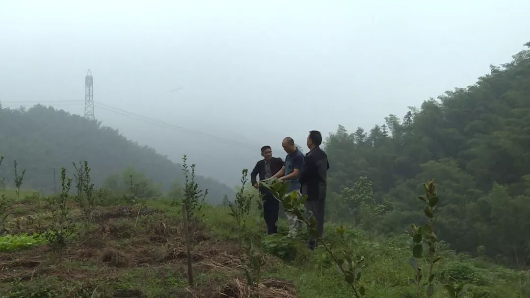 这些黄精 种植致富_这些黄精 种植致富_这些黄精 种植致富