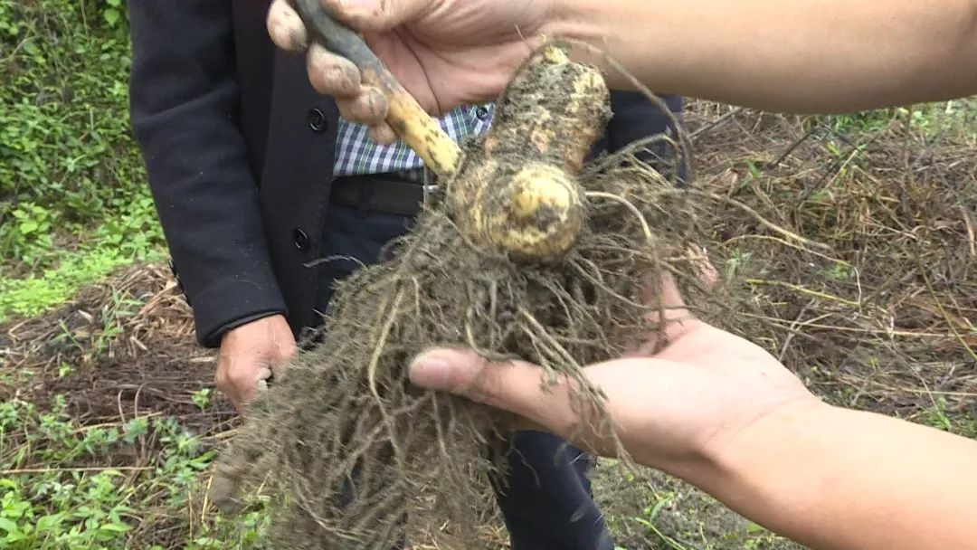 这些黄精 种植致富_这些黄精 种植致富_这些黄精 种植致富