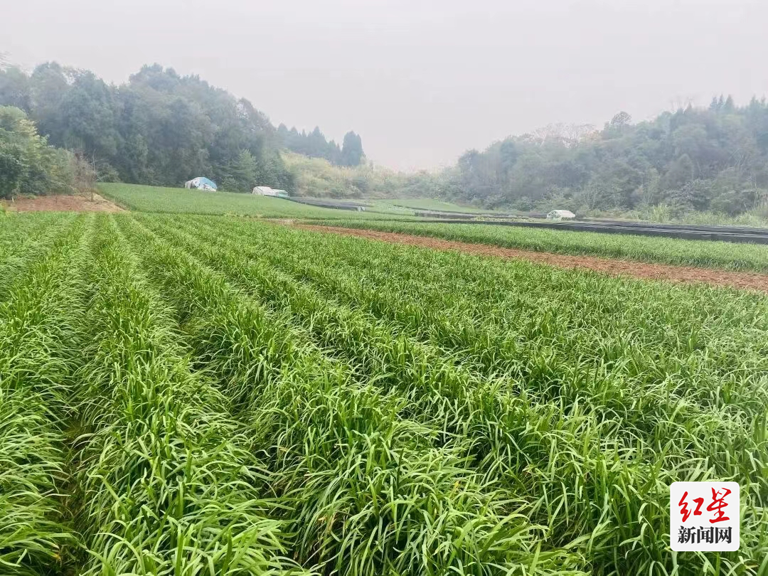 韭黄种植收益_韭黄种植技术和利润_韭黄种植致富