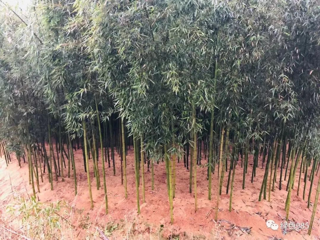 种植致富经创业项目_致富项目种植文案_致富经创业项目农村种植业