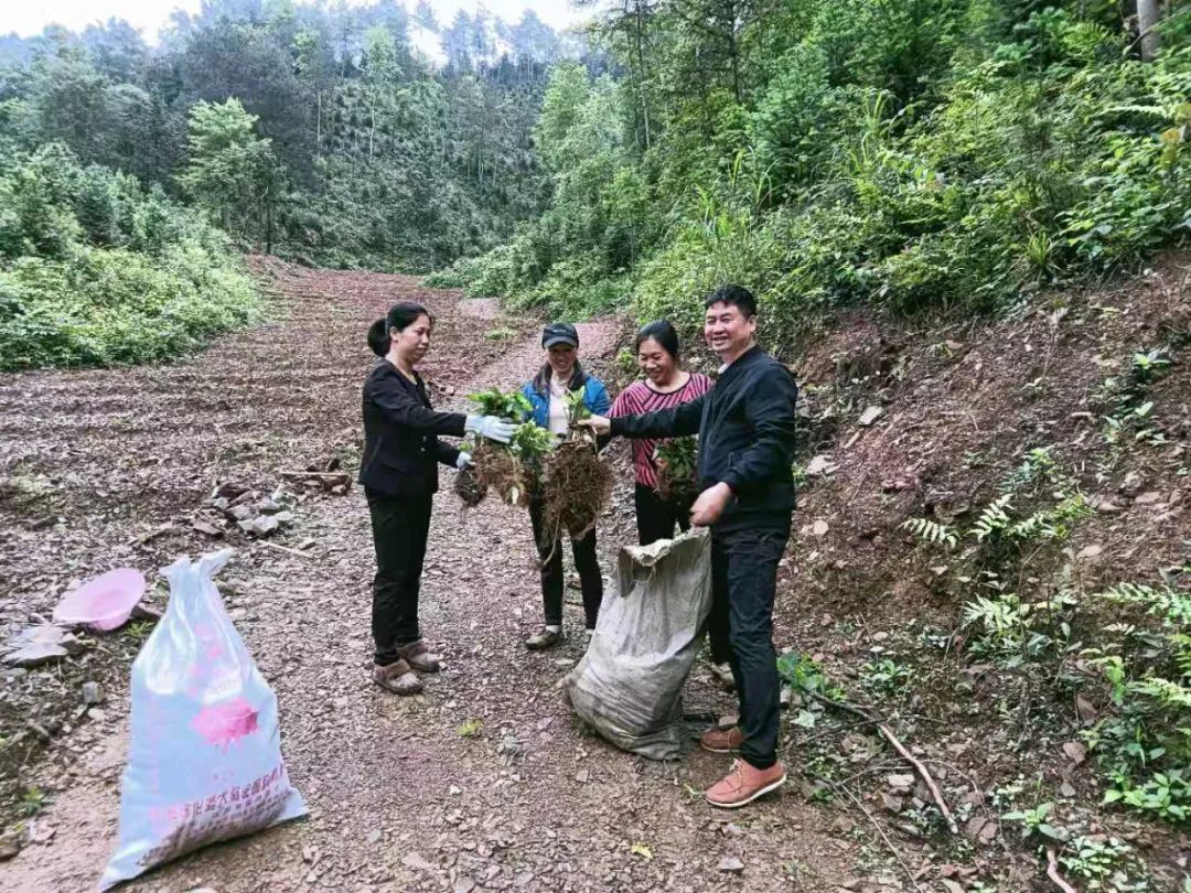 这些黄精 种植致富_这些黄精 种植致富_这些黄精 种植致富