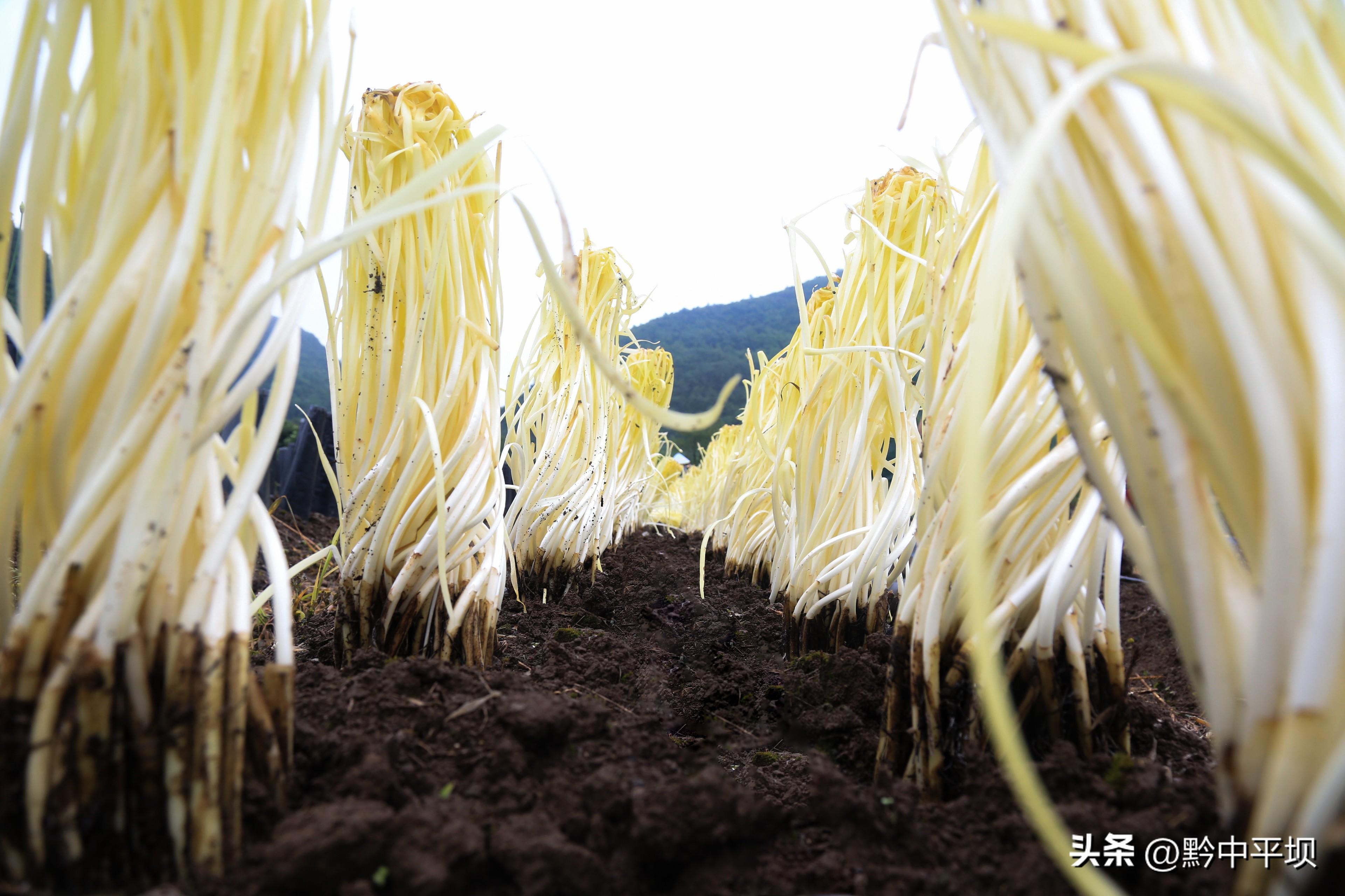 种植韭黄赚钱吗_韭黄种植致富_致富种植韭黄怎么样