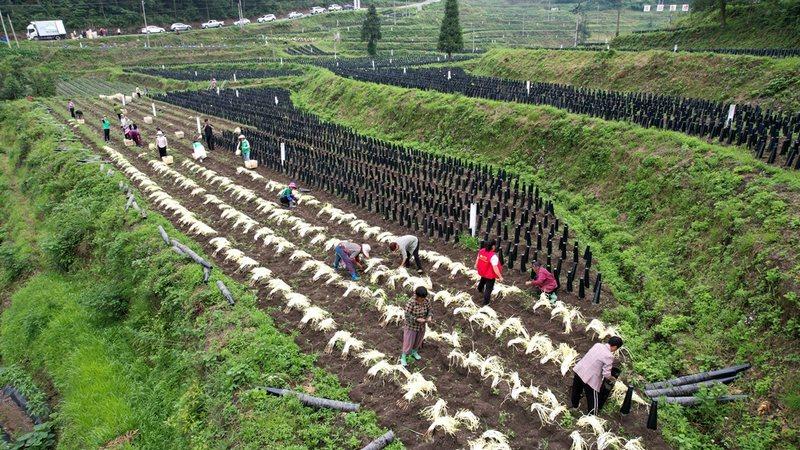 韭黄种植收益_韭黄种植致富_致富种植韭黄怎么样