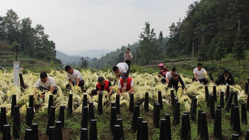 韭黄种植致富_韭黄种植收益_致富种植韭黄怎么样