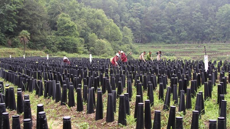 韭黄种植收益_韭黄种植致富_致富种植韭黄怎么样