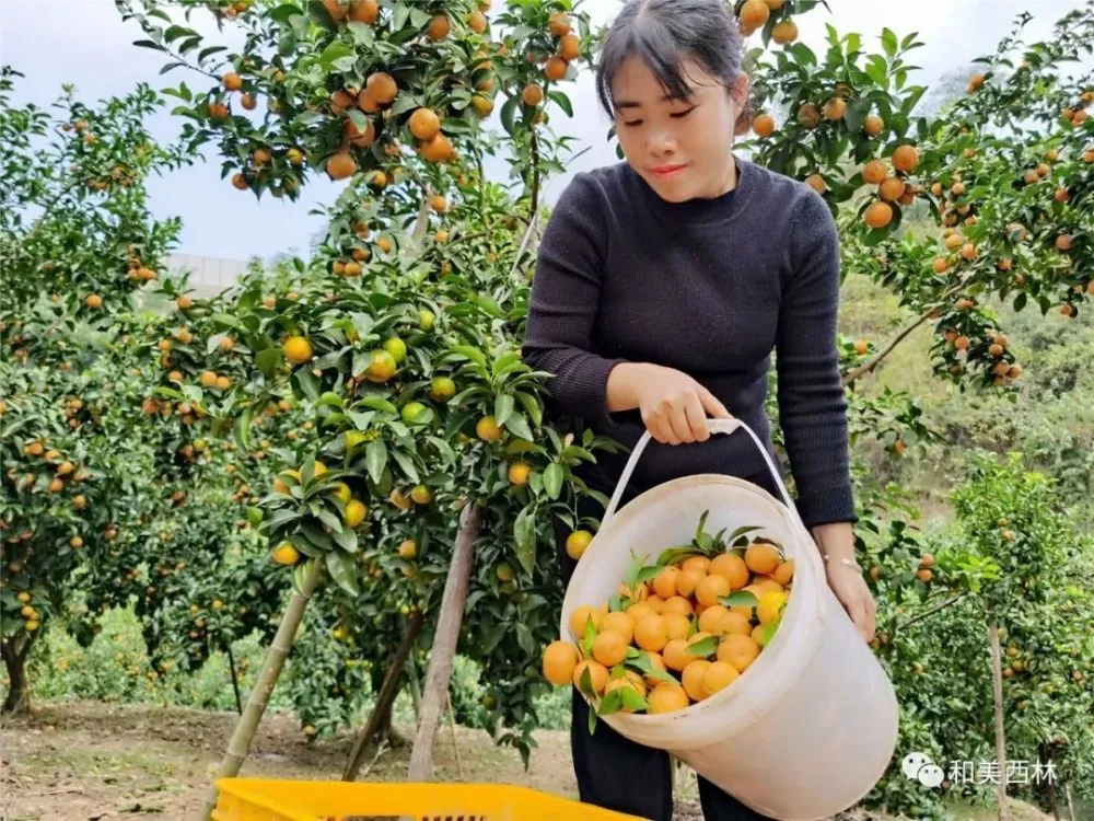 林地种西瓜_西林种植致富_西林种子有限公司