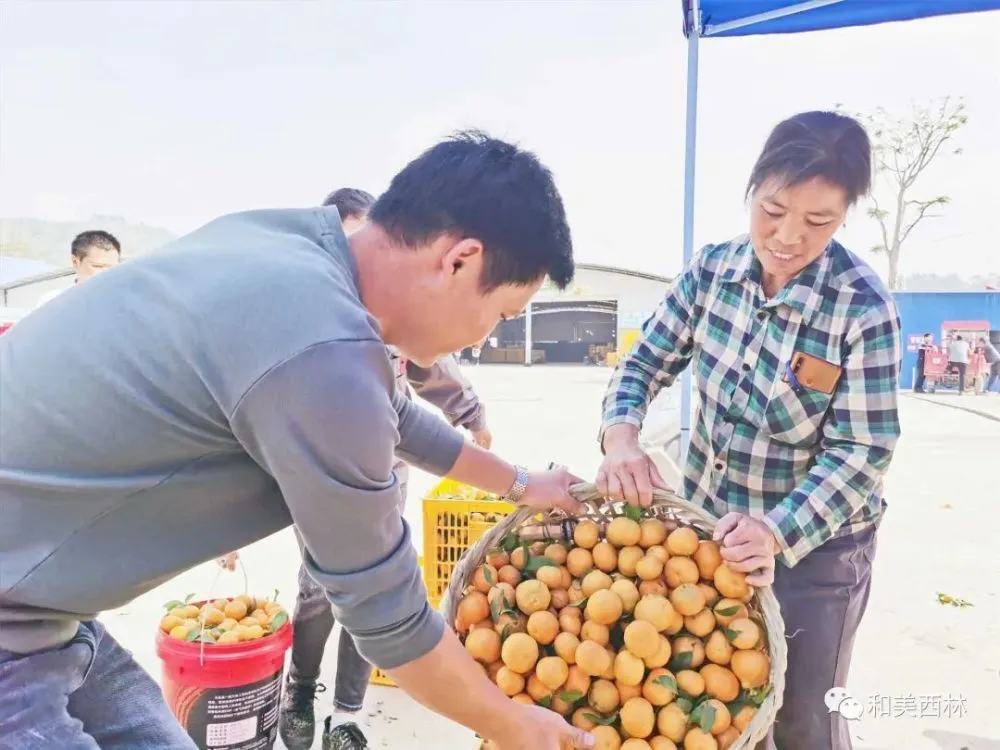 林地种西瓜_西林种植致富_西林种子有限公司