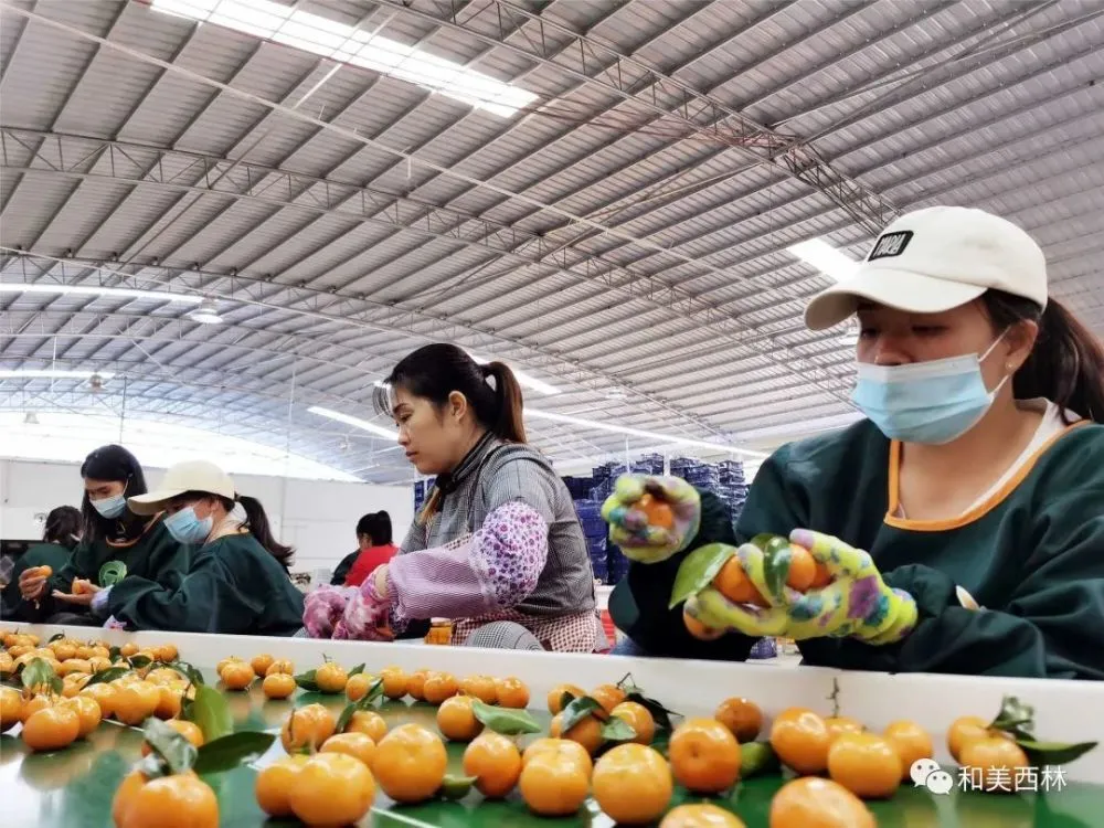 西林种植致富_林地种西瓜_西林种子有限公司