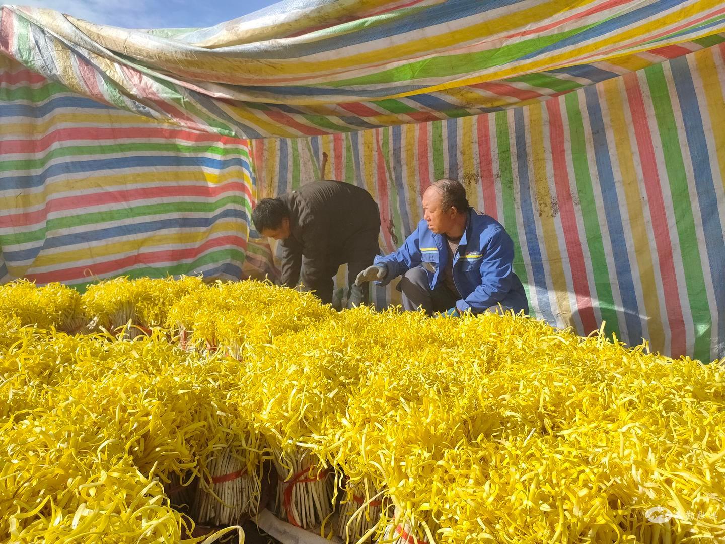 韭黄种植技术视频_韭黄种植致富_如何种植韭黄