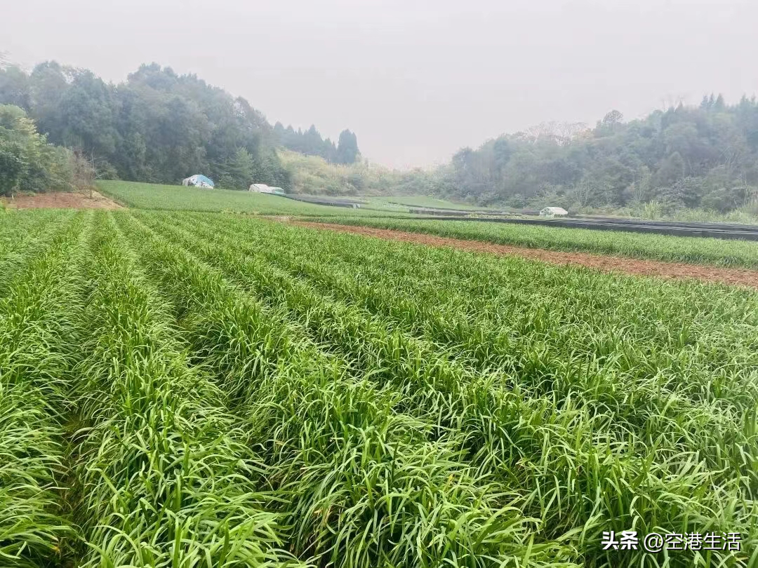 韭黄种植技术和利润_致富种植韭黄怎么样_韭黄种植致富