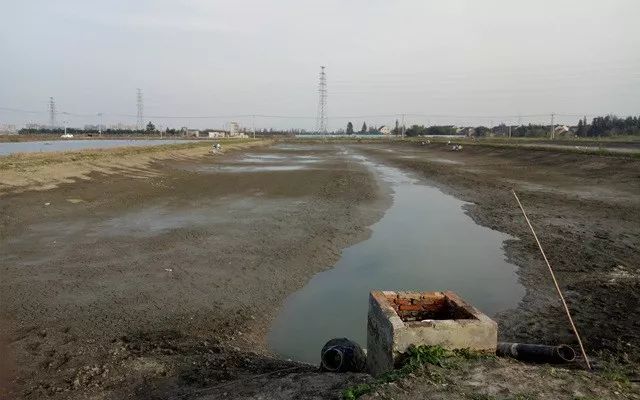 桂花鱼养殖技术及成本_桂花鱼养殖成本计算_养殖桂花鱼的技术